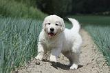 GOLDEN RETRIEVER 679